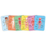 Puzle magnético del cuerpo humano