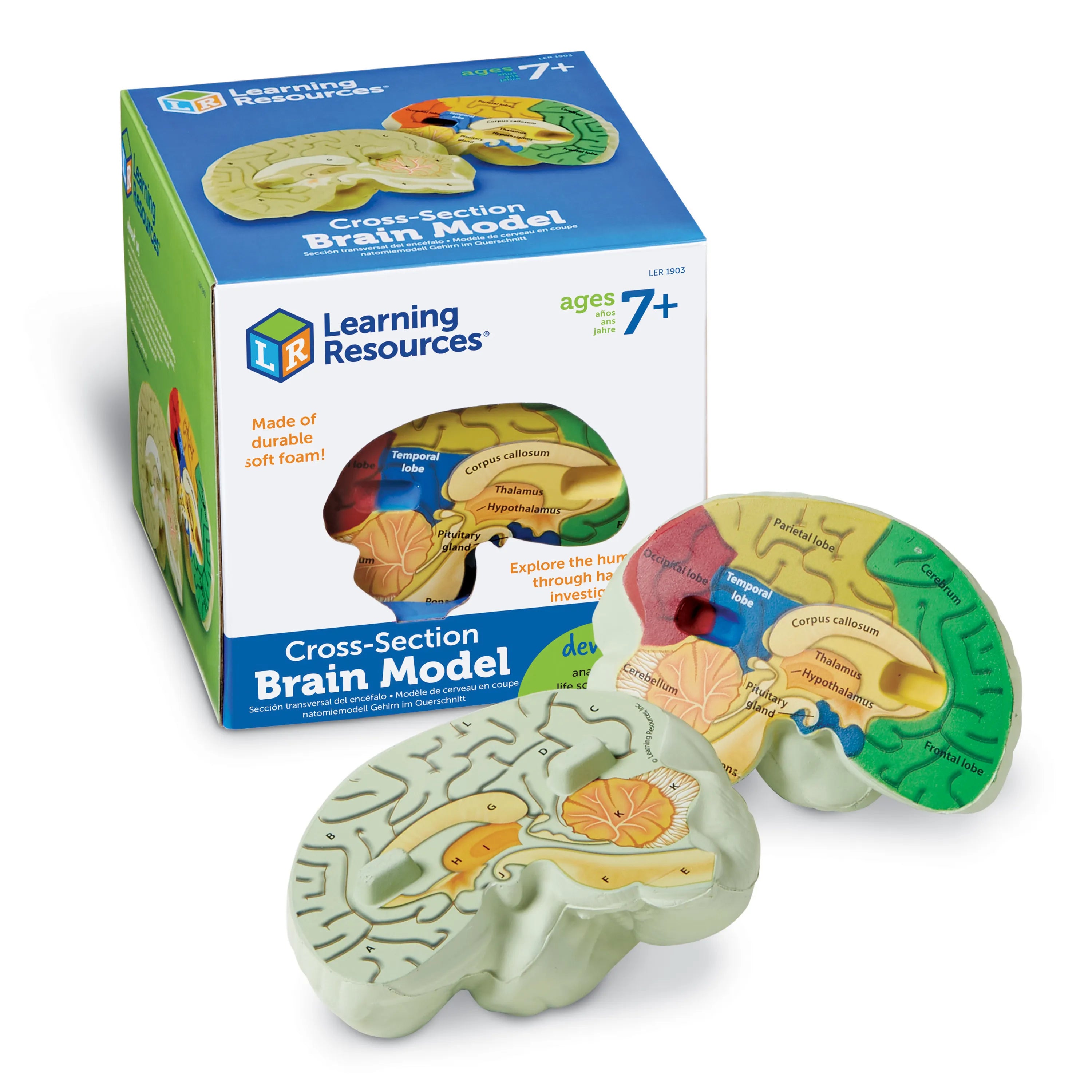 Modelo de cerebro humano de sección transversal