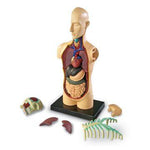 Cuerpo humano | LEARNING RESOURCES | LER3336