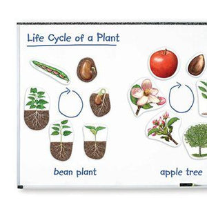 Ciclo de vida de las plantas